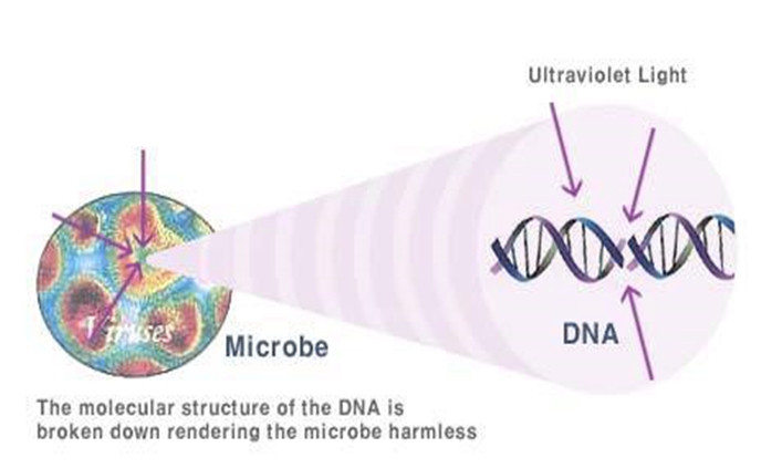 UV-C Light Kills Microbes by Destroying Their DNA